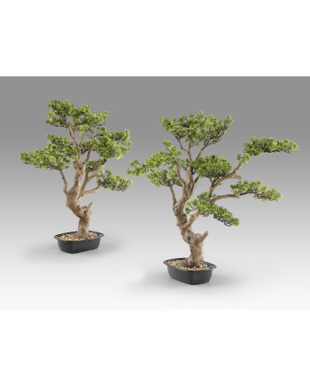 SOKAN - BONSAI 81CM